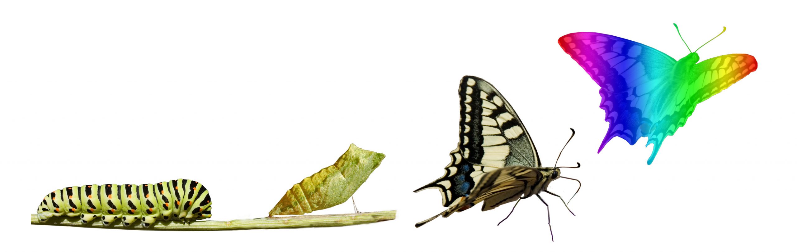 Butterfly metamorphosis Butterfly metamorphosis